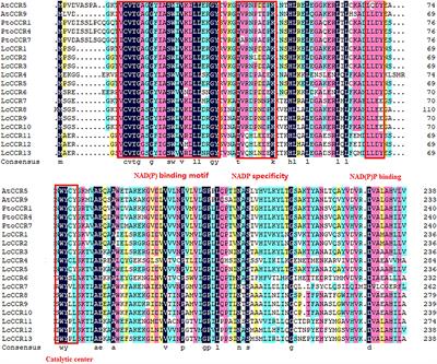 Genome-wide identification and characterization of LcCCR13 reveals its potential role in lignin biosynthesis in Liriodendron chinense